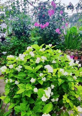 夏天茉莉花的养护秘籍（打造芬芳美丽的夏日花园）-第3张图片-绿意生活
