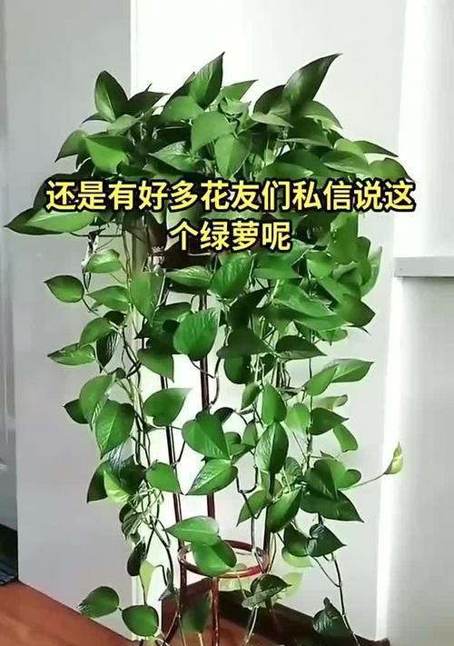 绿萝长虫的防治方法（家中绿萝发现虫害？快来学习如何防治！）-第1张图片-绿意生活