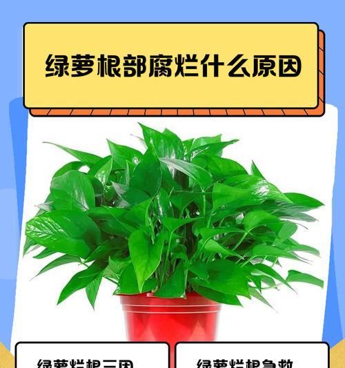 绿萝长虫的防治方法（家中绿萝发现虫害？快来学习如何防治！）-第2张图片-绿意生活
