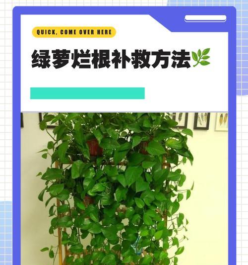 绿萝长虫的防治方法（家中绿萝发现虫害？快来学习如何防治！）-第3张图片-绿意生活
