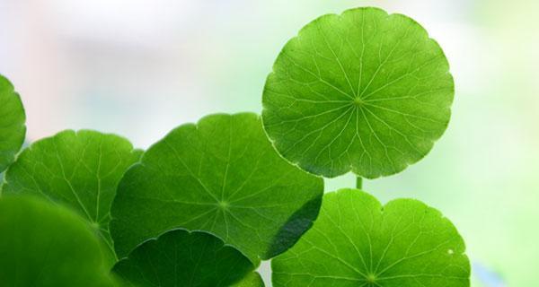 仙人掌——坚韧不拔的财运利器-第3张图片-绿意生活