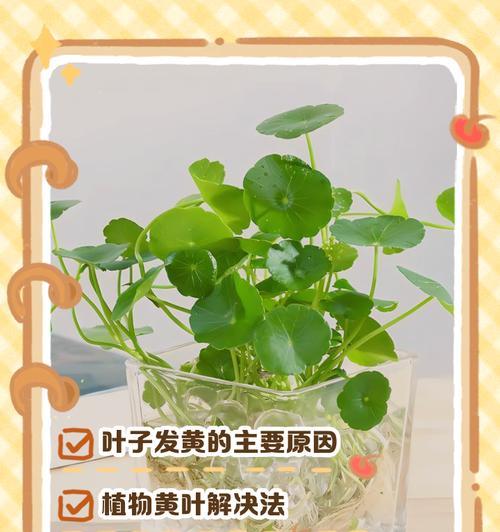 室内植物黄叶处理的有效方法（如何解决室内植物叶片变黄的问题）-第1张图片-绿意生活