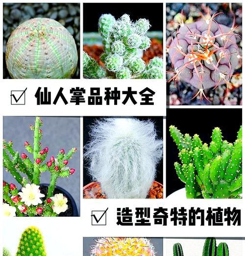 多肉仙人掌的种植技巧和注意事项（掌握这些关键步骤，让你的多肉仙人掌茁壮成长）-第1张图片-绿意生活