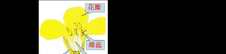 揭秘“桃花单性花”的真相（困惑已久的传言是否属实？——）-第1张图片-绿意生活
