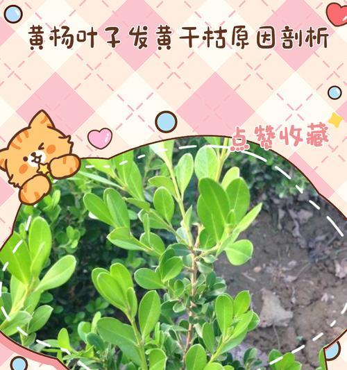 黄杨叶斑病的治疗与防控（掌握关键方法，保护黄杨健康）-第1张图片-绿意生活