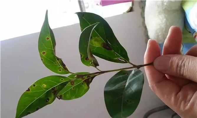 黄杨叶斑病的治疗与防控（掌握关键方法，保护黄杨健康）-第2张图片-绿意生活