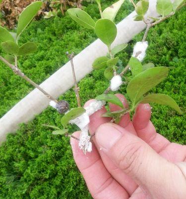 解决花卉枝叶上白色粘粘物问题的有效方法（保护花卉健康成长，去除枝叶上的粘粘物）-第1张图片-绿意生活