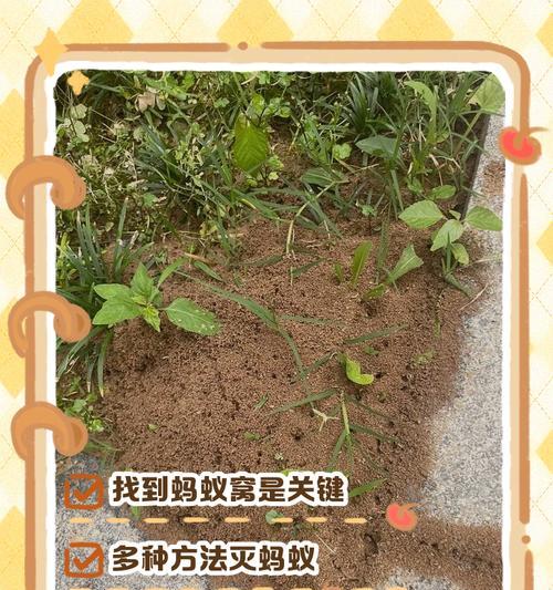 花盆中发现蚂蚁，如何处理？（应对花盆蚂蚁侵扰，提供有效解决方案）-第2张图片-绿意生活