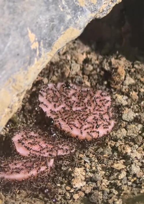 花盆中发现蚂蚁，如何处理？（应对花盆蚂蚁侵扰，提供有效解决方案）-第3张图片-绿意生活