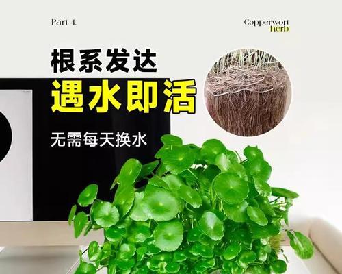 童钱草的水养技巧（打造绿意盎然的室内植物空间）-第2张图片-绿意生活