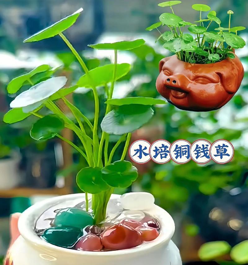 童钱草的水养技巧（打造绿意盎然的室内植物空间）-第1张图片-绿意生活
