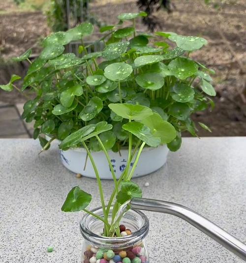 童钱草的水养技巧（打造绿意盎然的室内植物空间）-第3张图片-绿意生活