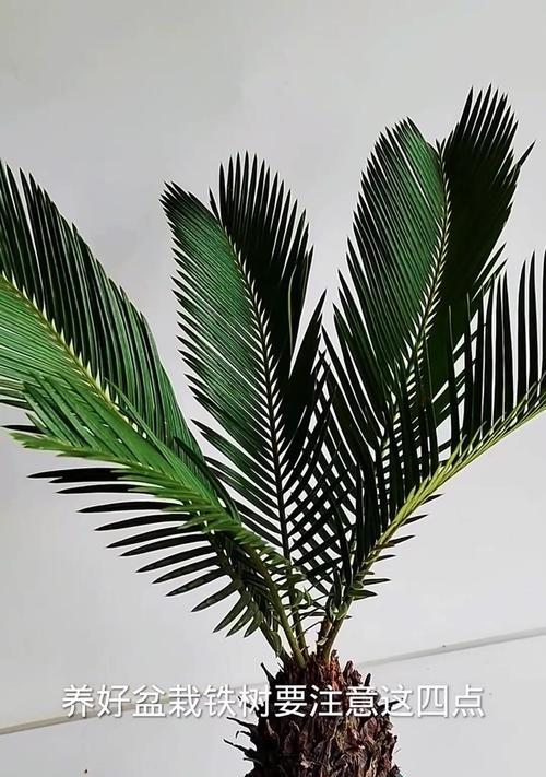 秋季铁树的科学施肥方法（为你的铁树提供充足养分，健康迎接秋季！）-第1张图片-绿意生活
