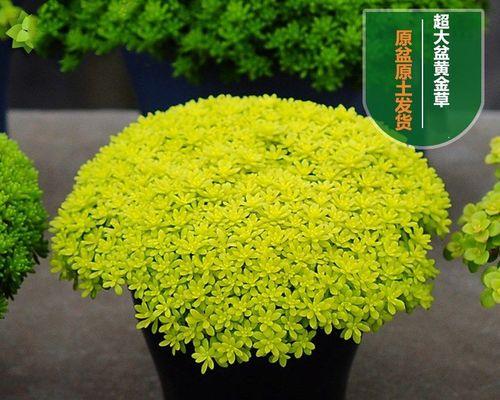 多肉植物土壤消毒的方法与注意事项（保护多肉植物生长的关键——土壤消毒）-第2张图片-绿意生活