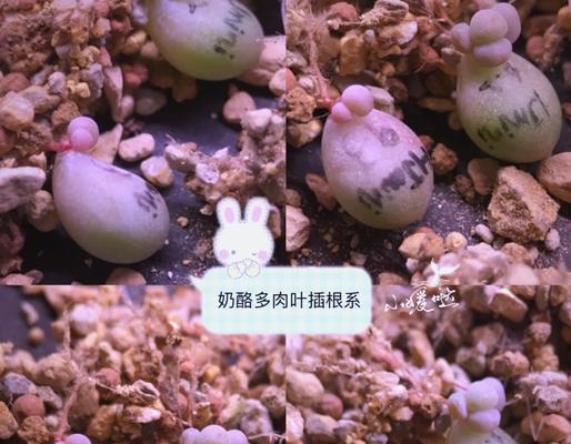多肉植物土壤消毒的方法与注意事项（保护多肉植物生长的关键——土壤消毒）-第3张图片-绿意生活