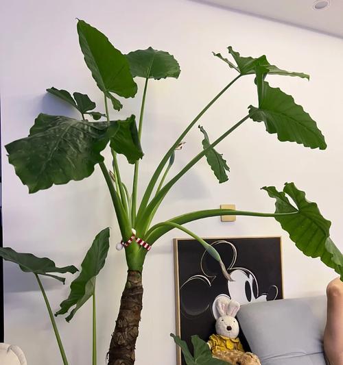 滴水观音的科学浇水方法（如何利用实现滴水观音的完美浇水）-第1张图片-绿意生活