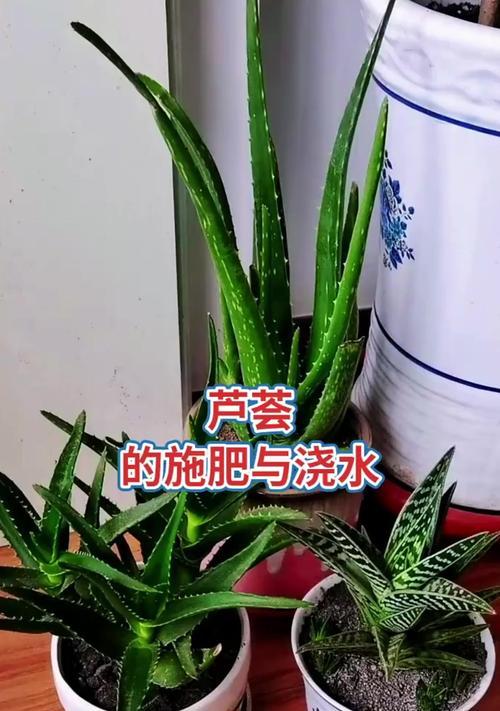 芦荟瓣的养护之道（打造绿意盎然的家居花园）-第2张图片-绿意生活