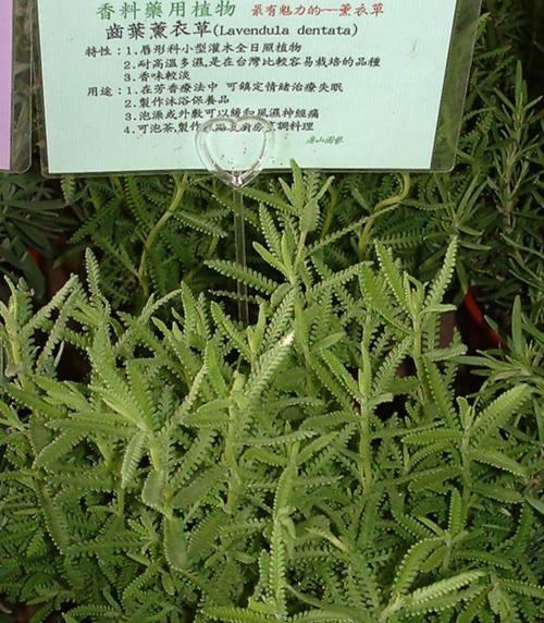 如何种植薰衣草盆栽？（打造宜人的薰衣草花园）-第1张图片-绿意生活