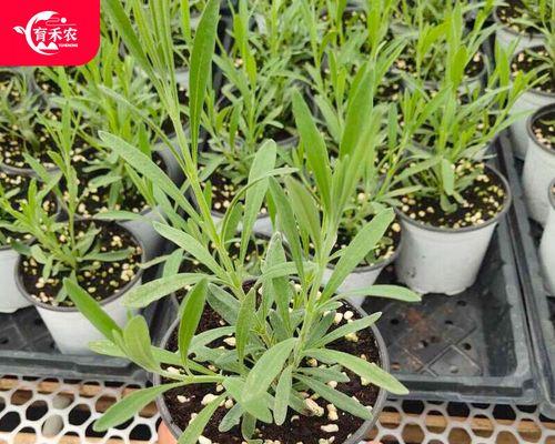 如何种植薰衣草盆栽？（打造宜人的薰衣草花园）-第3张图片-绿意生活