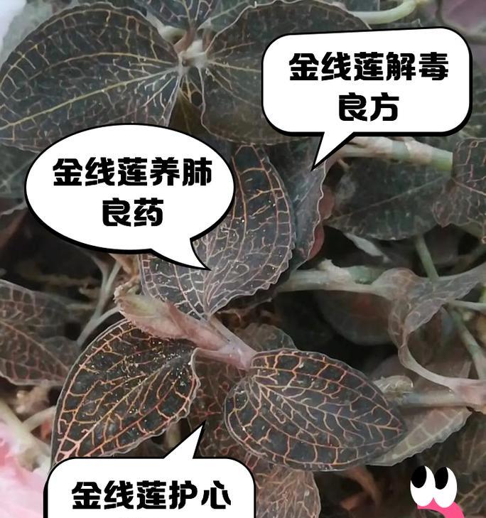 新鲜金线莲的养殖技巧（打造美丽花园，从金线莲开始）-第2张图片-绿意生活