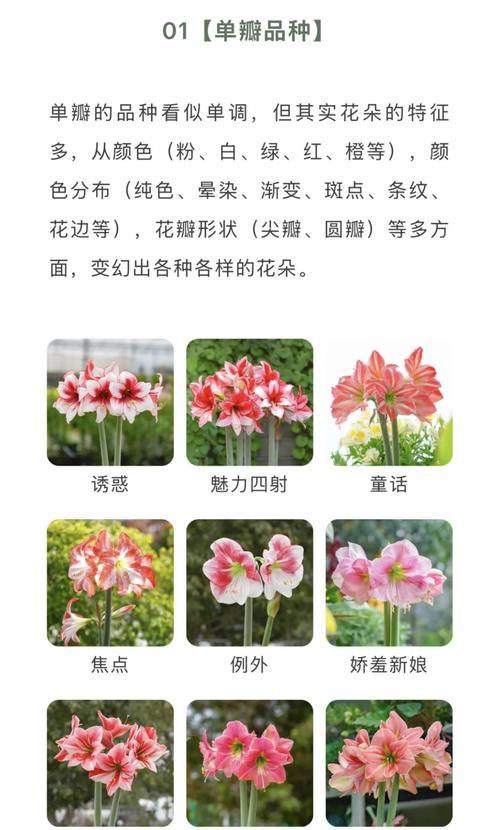 朱顶红红叶尖之神秘现象（探索朱顶红叶尖为何呈现红色的奥秘）-第1张图片-绿意生活