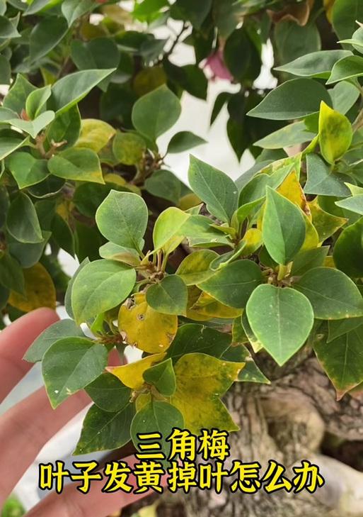 三角梅肥料过多导致叶子脱落的处理方法（避免三角梅肥料过量使用正确的肥料种类、浇水方式和施肥频率）-第1张图片-绿意生活