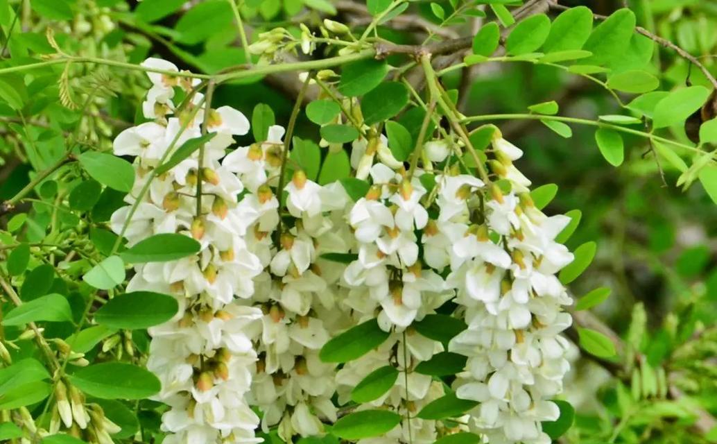 槐花开花时间及花期：一年中开花的时间和花期-第3张图片-绿意生活