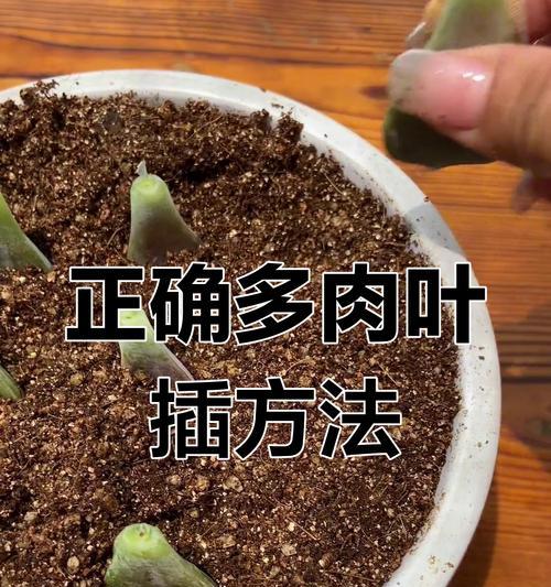 如何加速多肉植物的生长速度（叶插多肉植物生长慢的原因及解决方法）-第1张图片-绿意生活