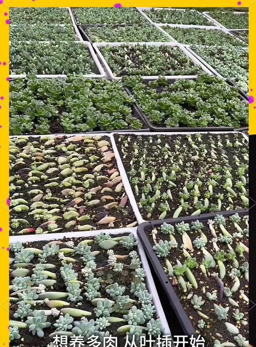 如何加速多肉植物的生长速度（叶插多肉植物生长慢的原因及解决方法）-第2张图片-绿意生活