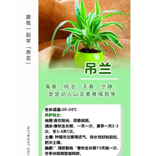 怎么挽救暴晒蔫了的吊兰？（教你逆袭让蔫萎的吊兰恢复生机）-第3张图片-绿意生活