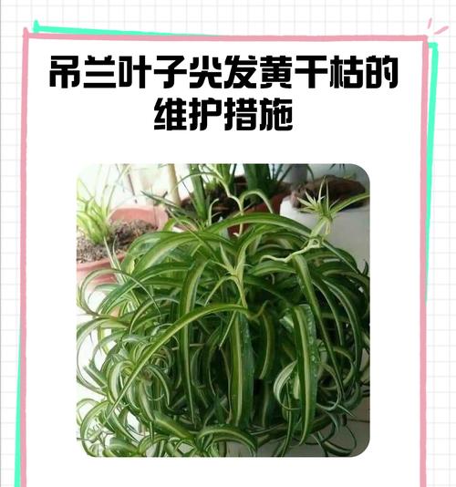 怎么挽救暴晒蔫了的吊兰？（教你逆袭让蔫萎的吊兰恢复生机）-第2张图片-绿意生活