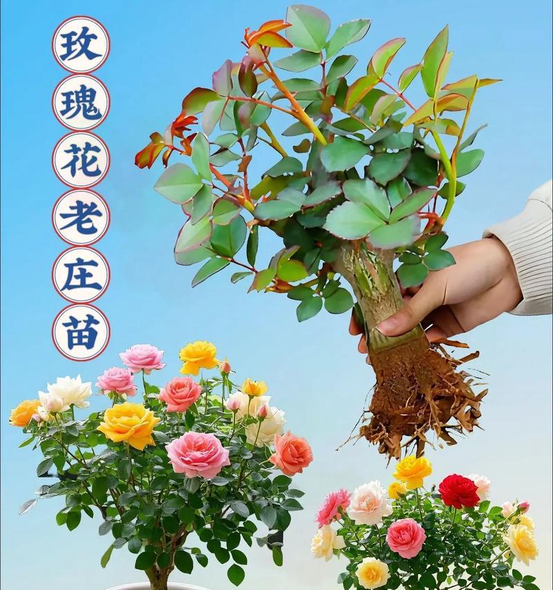 如何正确剪切以盆栽玫瑰花（盆栽玫瑰花败了怎么办？剪切技巧分享）-第1张图片-绿意生活