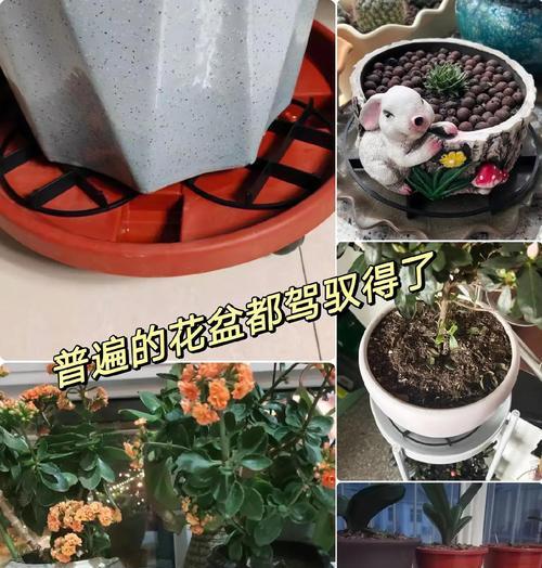 以花养的根怎么就死了？（探究花卉养护中根部死亡的原因与解决方案）-第2张图片-绿意生活