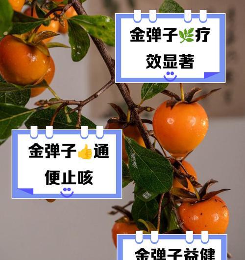 以金弹子挂果了，怎么还掉？（金弹子挂果技巧和注意事项）-第1张图片-绿意生活