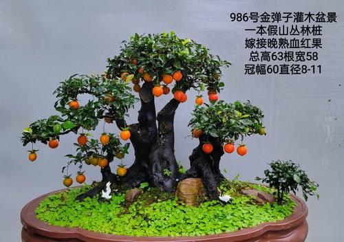 以金弹子挂果了，怎么还掉？（金弹子挂果技巧和注意事项）-第2张图片-绿意生活