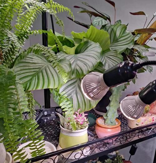 珍珠橙的养殖技巧及注意事项（打造健康多产的珍珠橙园，分享珍珠橙的生长经验与技巧）-第1张图片-绿意生活