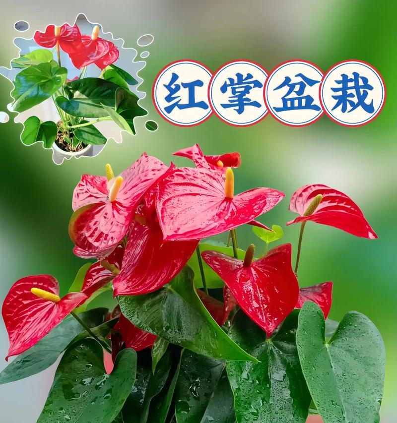 红掌是否适合淋雨？（探讨红掌的水分需求）-第3张图片-绿意生活
