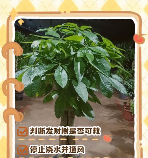 如何应对发财树树干断面小洞问题（解决发财树树干小洞的有效方法）-第1张图片-绿意生活