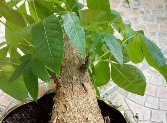 如何应对发财树树干断面小洞问题（解决发财树树干小洞的有效方法）-第2张图片-绿意生活