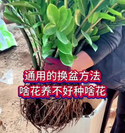 植物换盆（让你的植物焕发新生机，从脱盆开始）-第1张图片-绿意生活