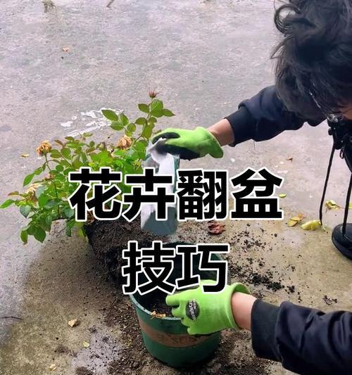 植物换盆（让你的植物焕发新生机，从脱盆开始）-第3张图片-绿意生活