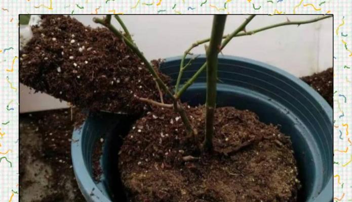 植物换盆（让你的植物焕发新生机，从脱盆开始）-第2张图片-绿意生活
