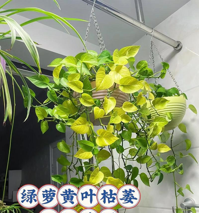 绿萝发光的方法与原理解析（探索绿萝发光的神秘之处）-第1张图片-绿意生活