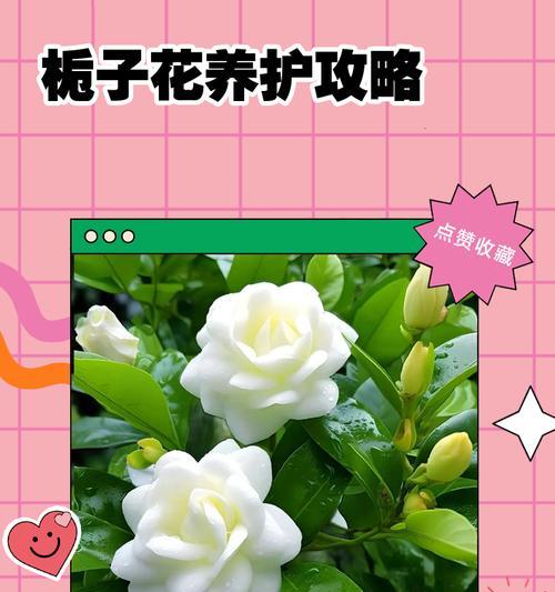 如何养护栀子花的冬季护理（12月寒冷时节，栀子花需注重保暖与防寒）-第2张图片-绿意生活