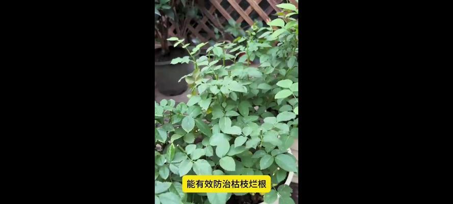 月季花为什么会枯枝掉叶？（探究月季花枯枝掉叶的原因和处理方法）-第1张图片-绿意生活