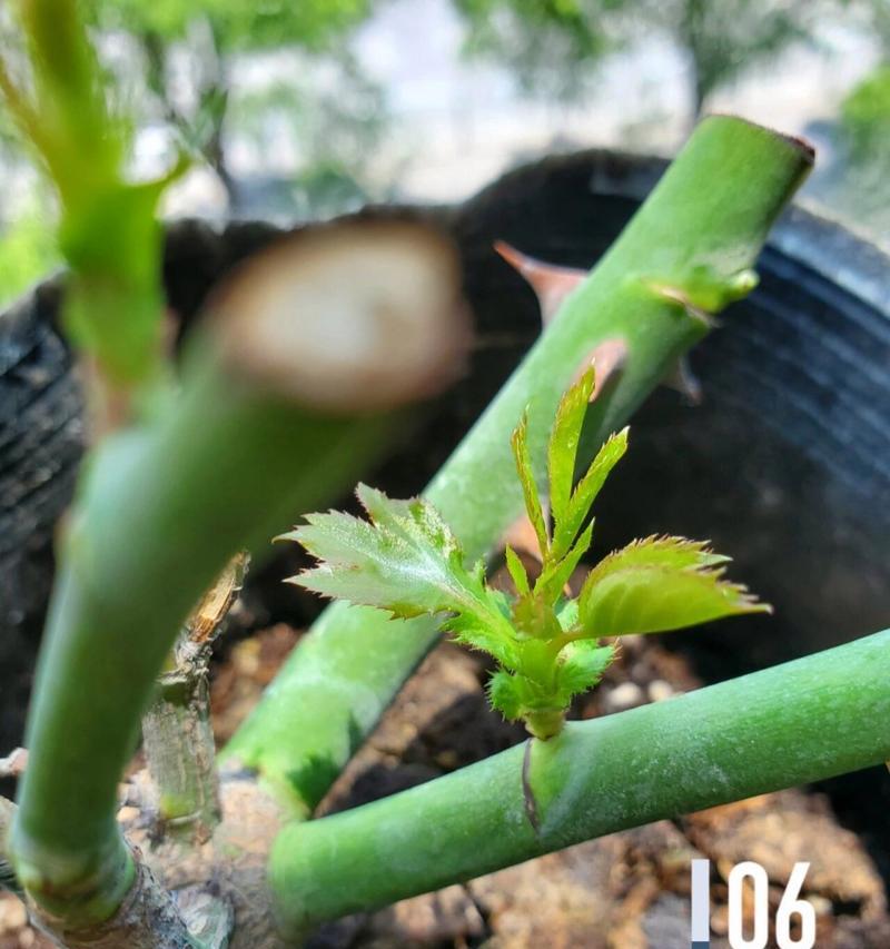 月季花为什么会枯枝掉叶？（探究月季花枯枝掉叶的原因和处理方法）-第2张图片-绿意生活