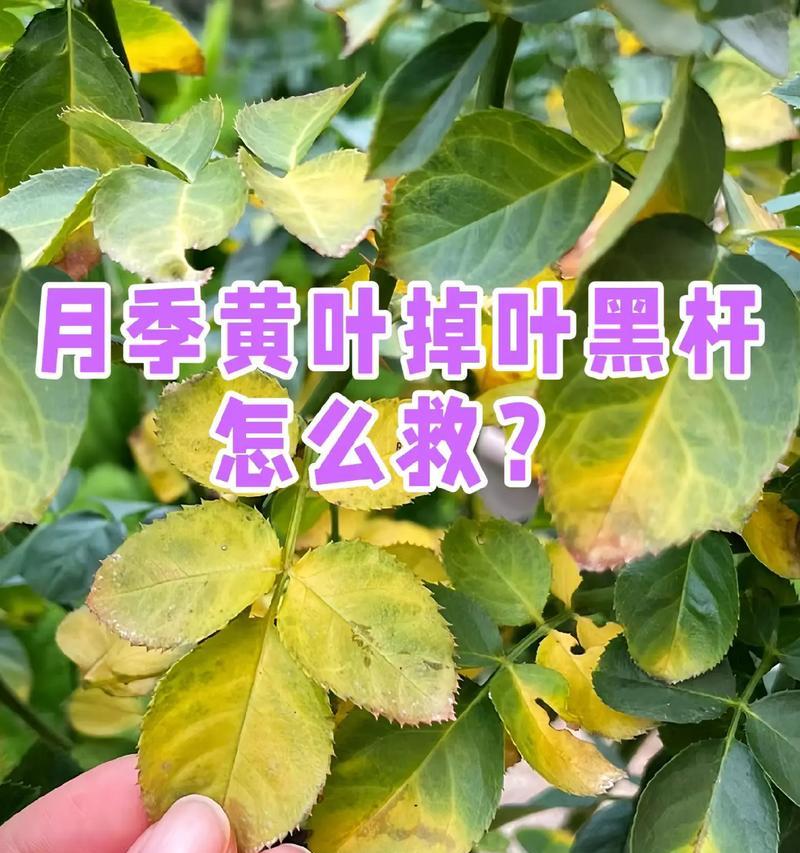 月季花为什么会枯枝掉叶？（探究月季花枯枝掉叶的原因和处理方法）-第3张图片-绿意生活