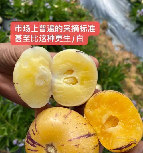 人参果能否放冰箱？解析人参果的储存方式-第3张图片-绿意生活