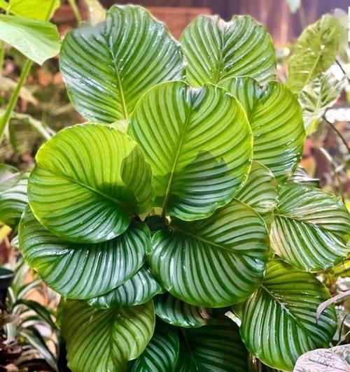 青苹果叶子边缘干枯的处理方法（保护苹果树叶子边缘免受干燥影响的关键措施）-第2张图片-绿意生活