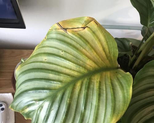 青苹果叶子边缘干枯的处理方法（保护苹果树叶子边缘免受干燥影响的关键措施）-第3张图片-绿意生活